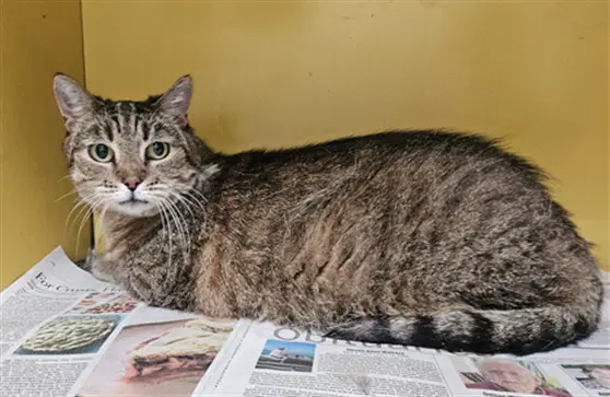 Chiva - Domestic Short Hair