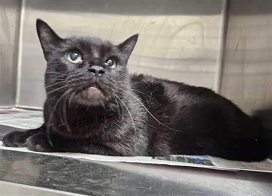Jack - Domestic Short Hair