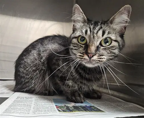 Sage - Domestic Short Hair