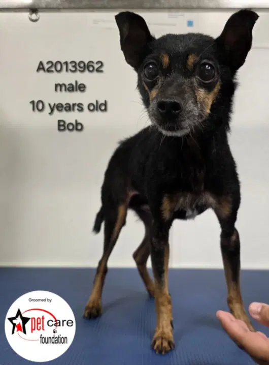 Bob - Chihuahua