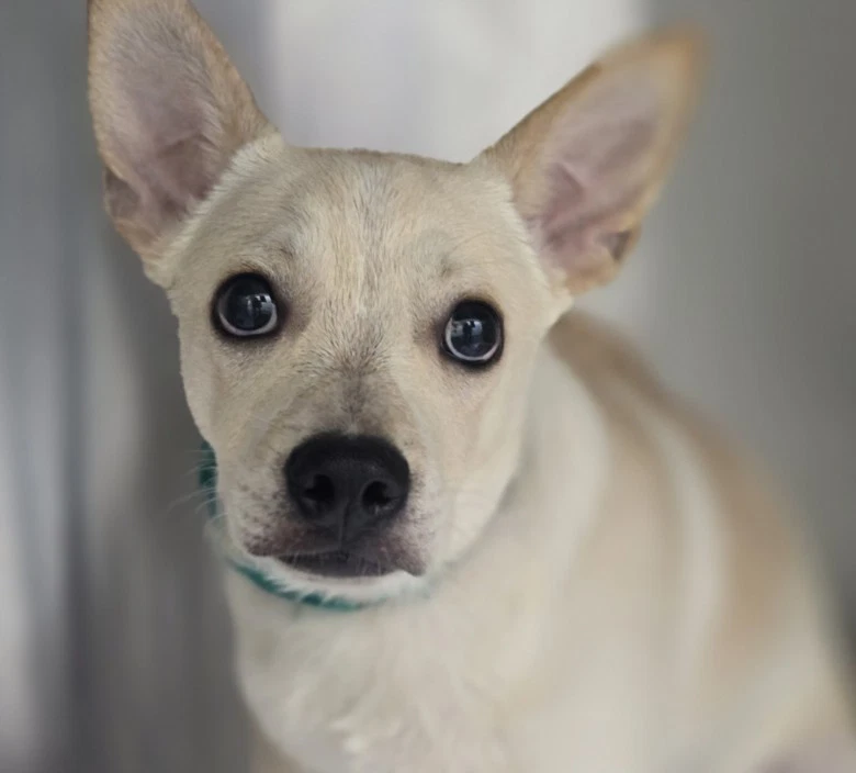 Teefs