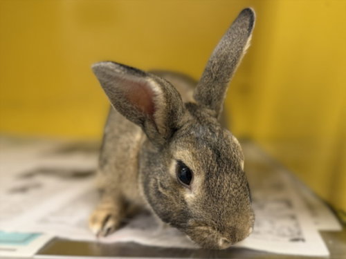 BOB, a rabbit for adoption from North Central Animal Care and Control