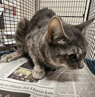 Dumpling - Domestic Short Hair