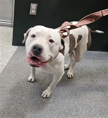 Olivia - Pit Bull Terrier