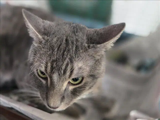 Jr - Domestic Short Hair