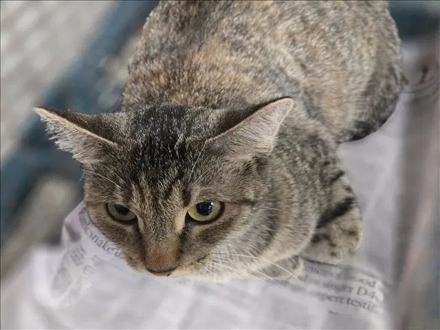 Baby - Domestic Short Hair