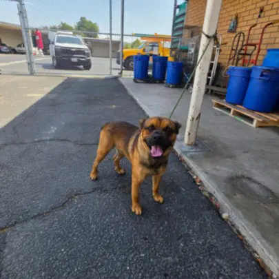 Shaggy - Boxer