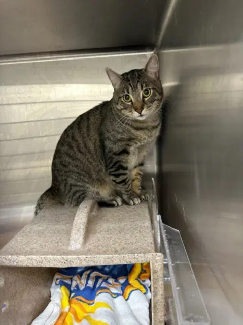 Mufasa - Domestic Short Hair