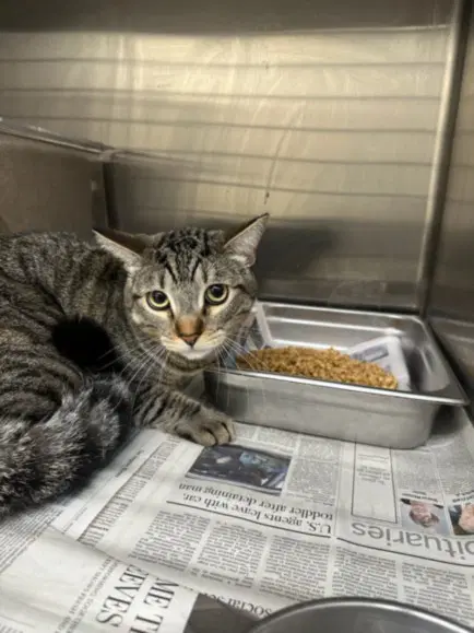 Buddy - Domestic Short Hair