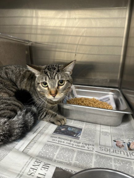 BUDDY, a cat for adoption from North Central Animal Care and Control