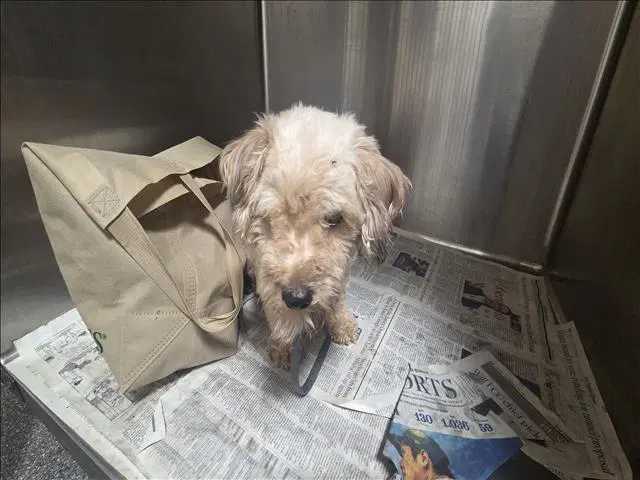 Jack - Poodle (Toy)