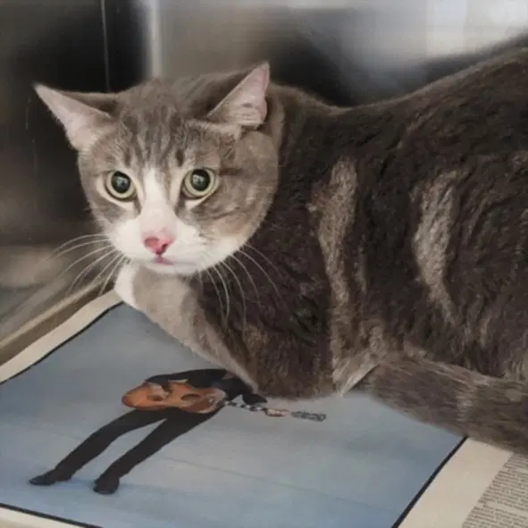 Ayshica - Domestic Short Hair