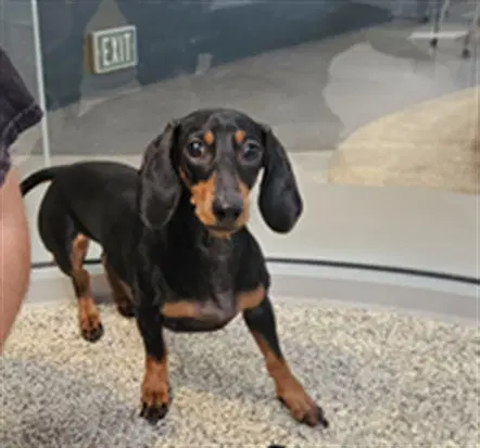 Lydia - Dachshund