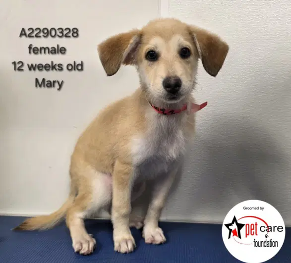 Mary - German Shepherd Dog