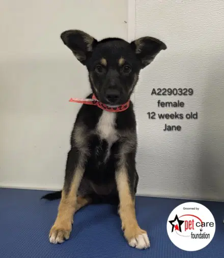 Jane - German Shepherd Dog