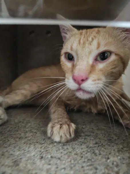 Orange Guy - Domestic Short Hair