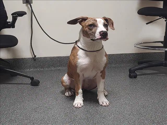 Indica - Pit Bull Terrier