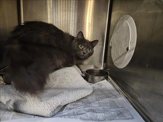 Bauble - Domestic Medium Hair
