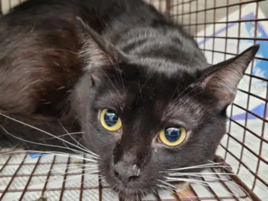 Marty - Domestic Short Hair