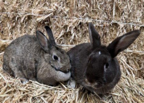 SNICKERS, a rabbit for adoption from North Central Animal Care and Control