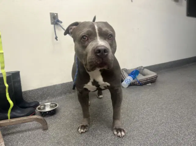 Gargoyle - Pit Bull Terrier