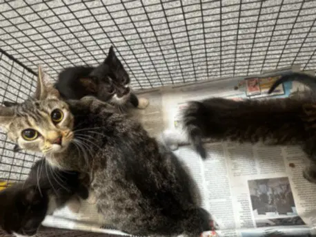 Oats - Domestic Short Hair