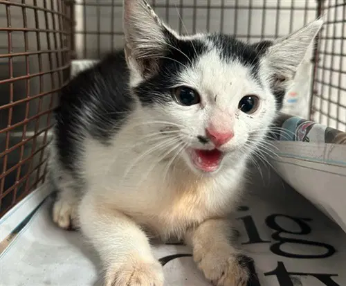 Tommy - Domestic Short Hair