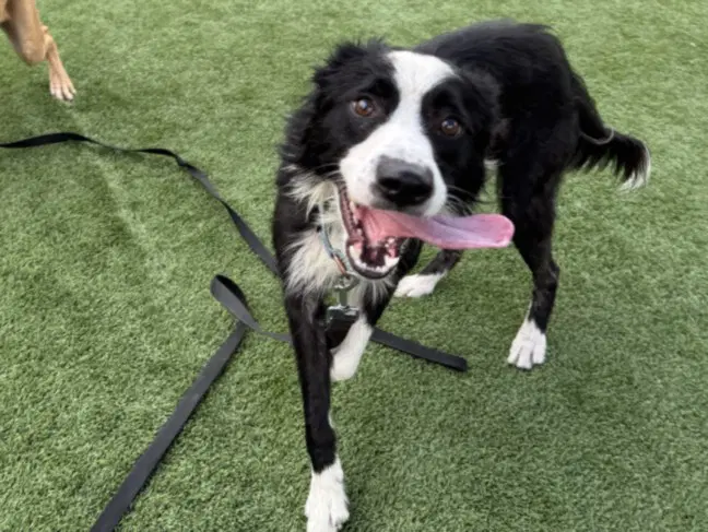Oso - Border Collie