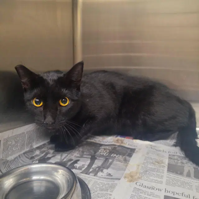 Mudflap - Domestic Short Hair