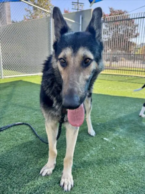 Halibut - German Shepherd Dog