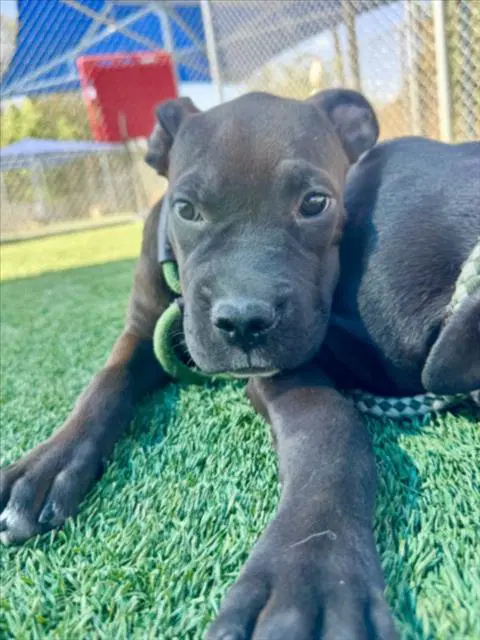 Molly - Pit Bull Terrier