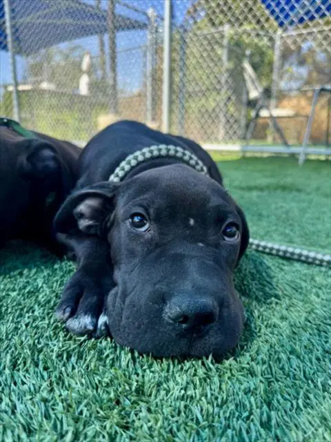 Ethan - Pit Bull Terrier