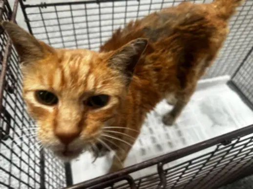 Richard - Domestic Short Hair