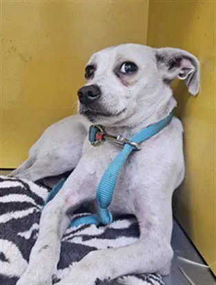Lacy - Chihuahua