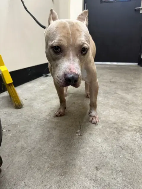 Sally - Pit Bull Terrier