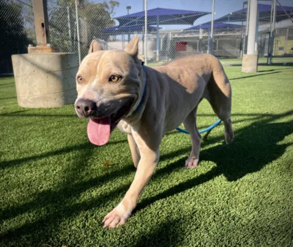 Sally - Pit Bull Terrier