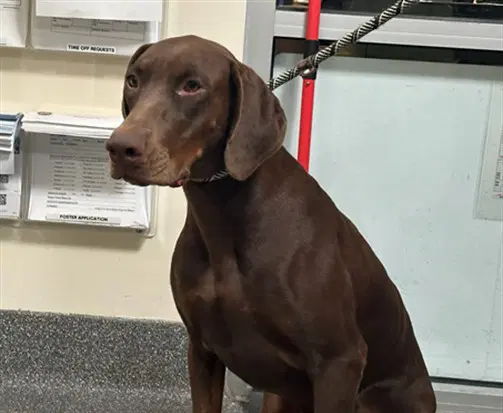 Godiva - Doberman Pinscher