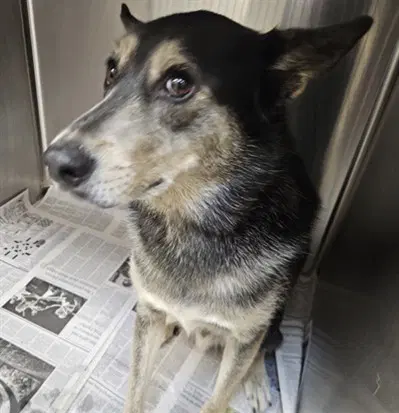 Chai - German Shepherd Dog