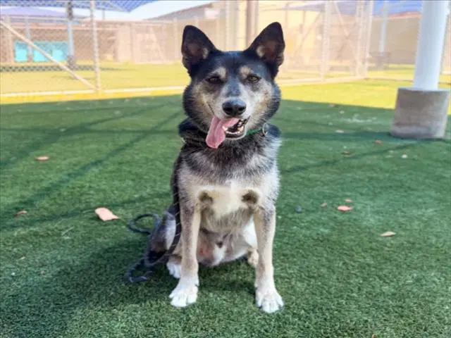 Chai - German Shepherd Dog