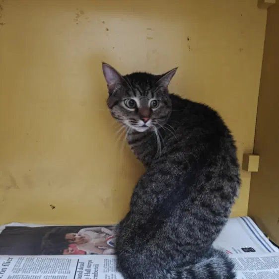 Simon - Domestic Short Hair
