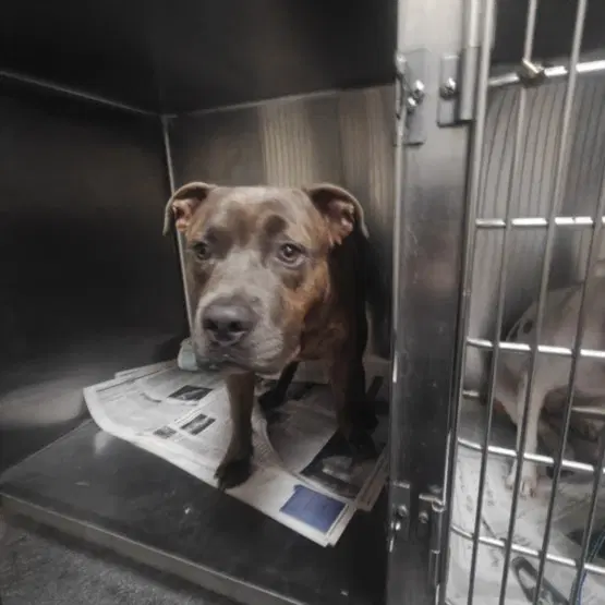Tiger - Pit Bull Terrier