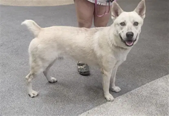 Gonzo - Jindo (Korean)