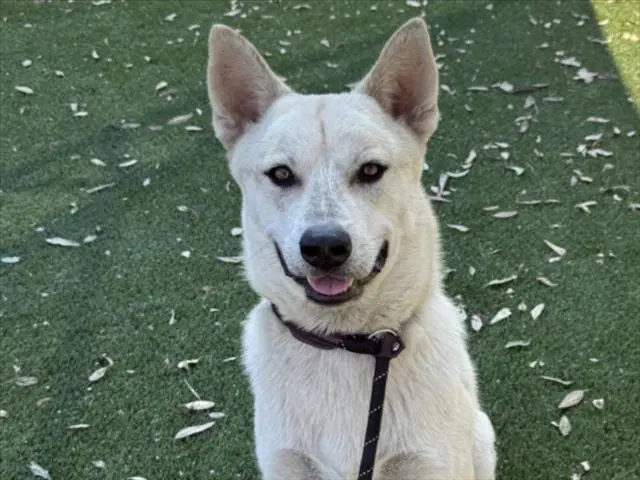 Gonzo - Jindo (Korean)