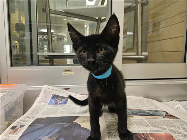 Salem - Domestic Short Hair