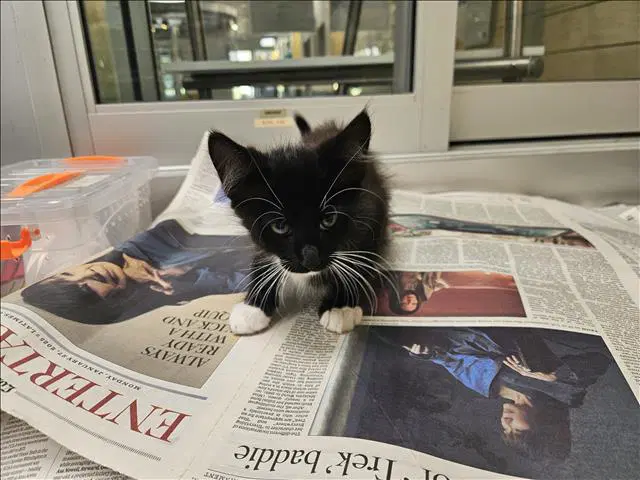 Binx - Domestic Short Hair