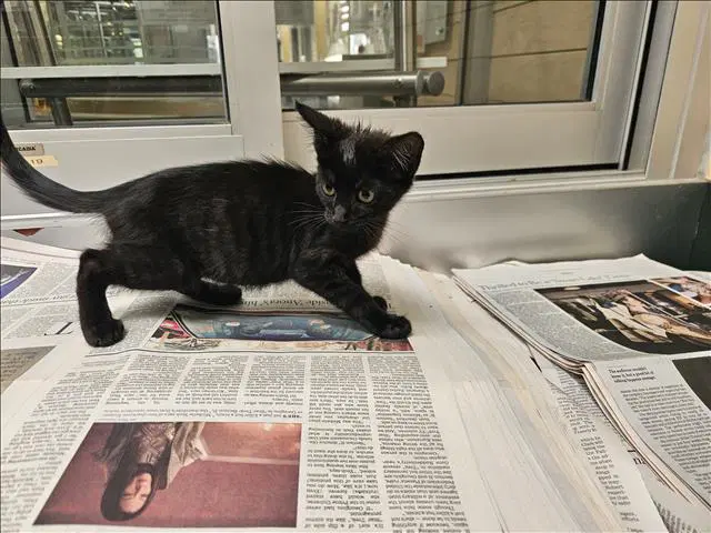 Beauty - Domestic Short Hair