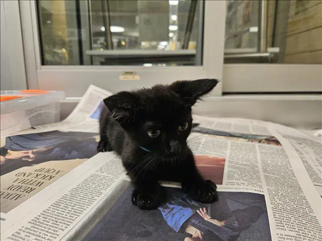 Binky - Domestic Short Hair