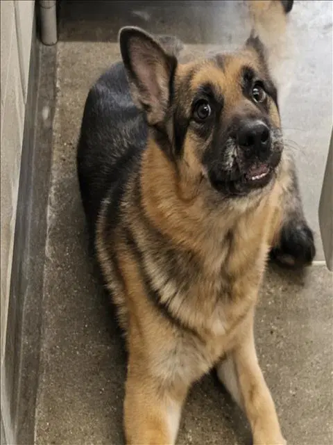 Rex - German Shepherd Dog