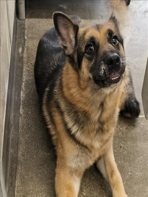 Rex