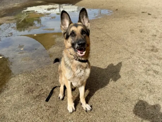 Rex - German Shepherd Dog